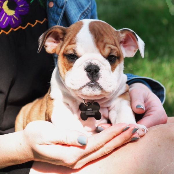 Lindos Buldogues Ingleses Registrados.