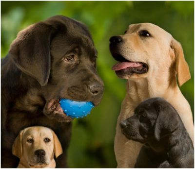 labradores retriever