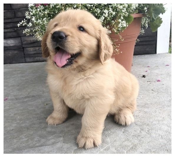 Dois filhotes de Golden Retriever amigáveis