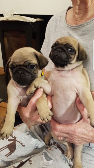 Filhotes de pug impressionantes,