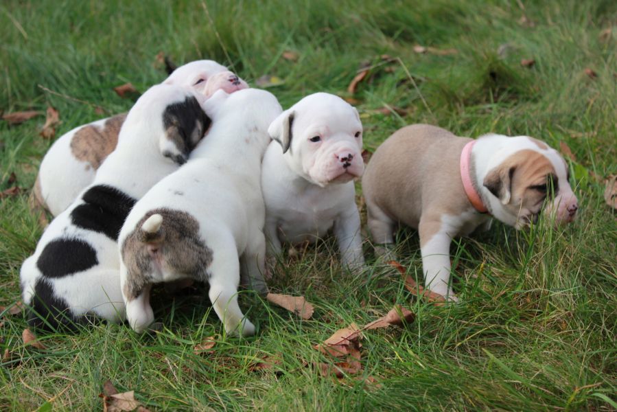 Filhote de cachorro Bulldog Inglês