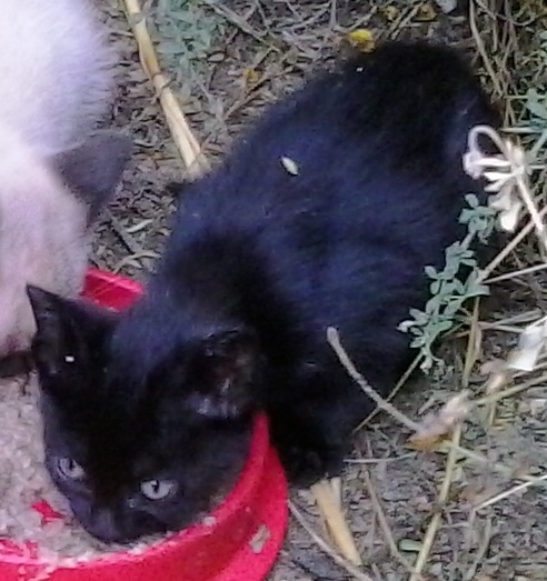 Gatinho Bebé para Adoção