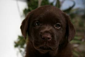 labradores chocolate com pedigre 