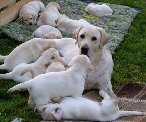 Labradores  de qualidade -- ja com 3 vacinas - 967888237