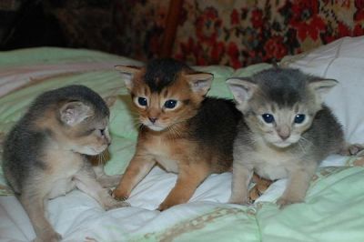 gatinhos Abyssinian para adoção