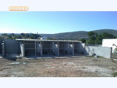 labradores puros com pediggre 