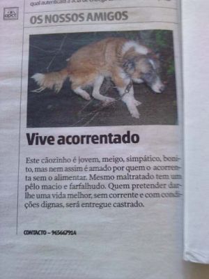 da-se urgentemente cao lindo