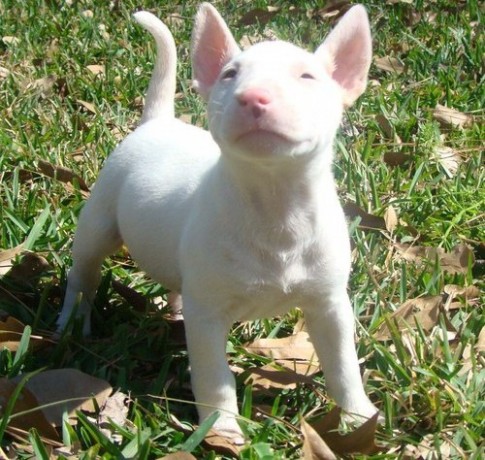 Bull terrier pronto para entrega 