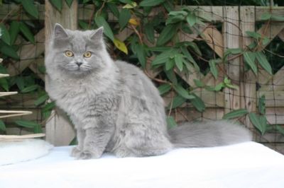 Britânicos curto gatinhos de cabelo para adoção