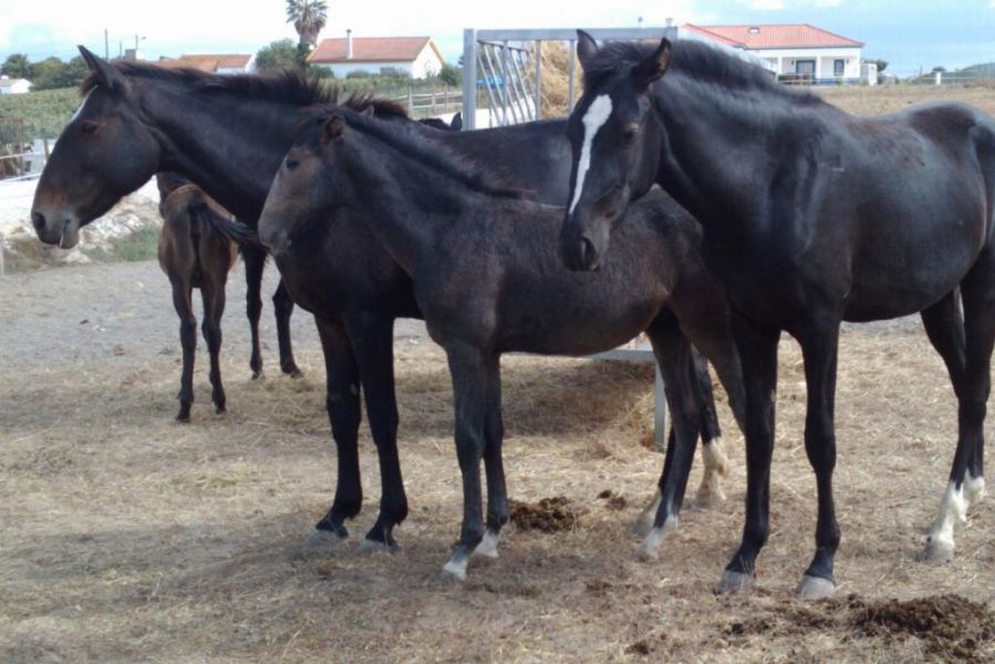   cavalo bonito adorável para adoção
