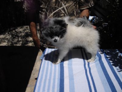 Vende-se Spitz espectaculares