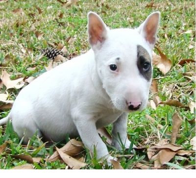 casa levantou Inglês bull terrier cachorrinho agora disponível para sair,