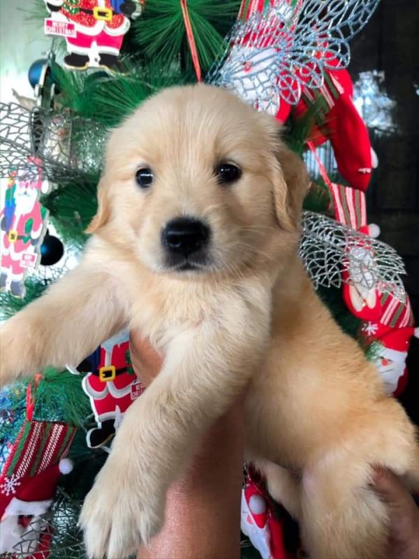 Liquidação de filhotes de cachorro Joo Golden Retriever