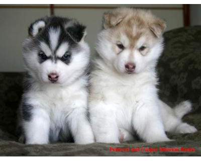 CADELA EYES HUSKY LINDA SESIMBRA ADOPÇÃO