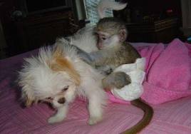 Macaco prego de AKC bebê para adoção