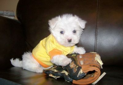 maltês cachorros disponíveis Com LOP.