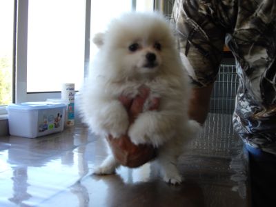 Vende-se cachorros de cores raras e espectaculares