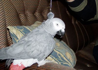 Congo africano cinzento papagaios para adoção!