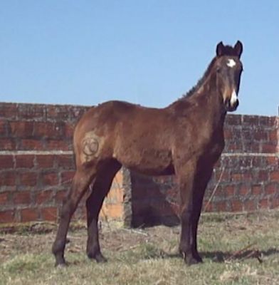 cavalo: negoceio futuro garanhão (Landgraf/Capitol/ Libero H/ Calypso) com roulote/atrelado 