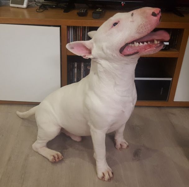 Bull Terrier com LOP para acasalar