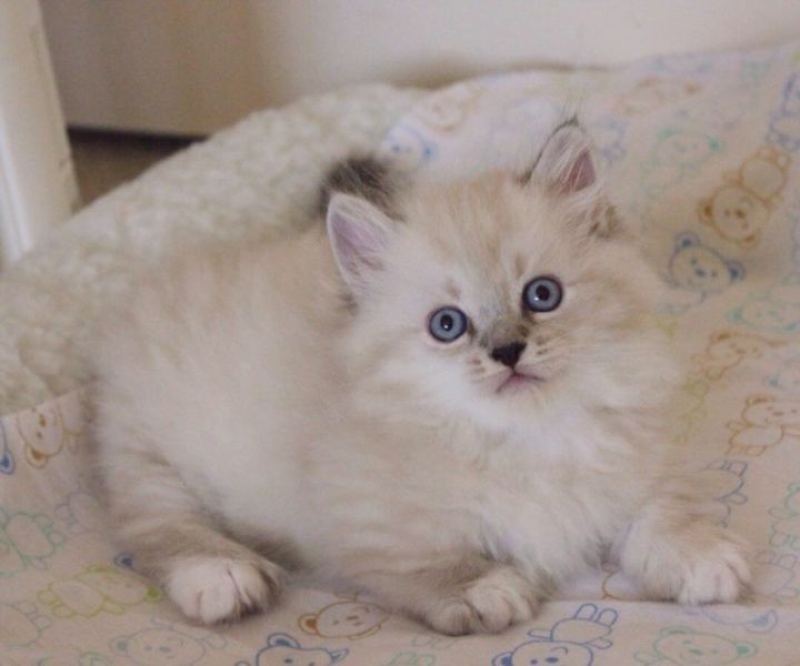 Adoráveis gatinhos Munchkin prontos