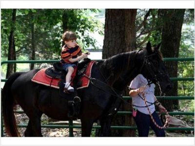 Anos bonito velho cavalo Friesian registrado 7