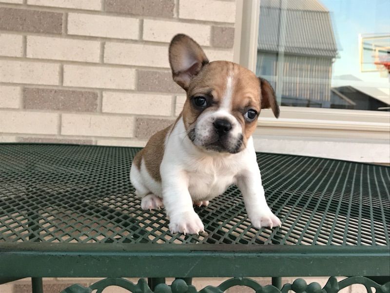 Filhotes Bulldog Francês Saudáveis de Qualidade