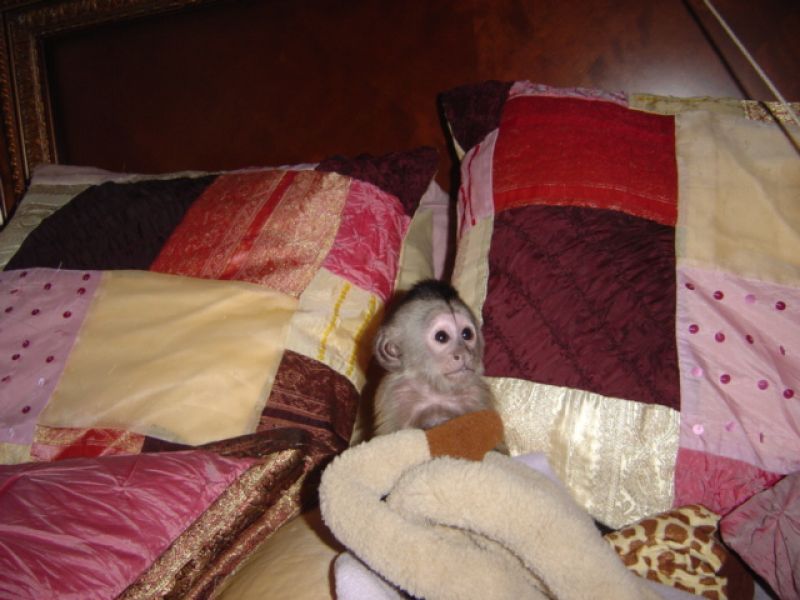 Outstanding macaco capuchinho