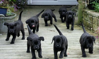 8 pendentes Preto filhotes labrador