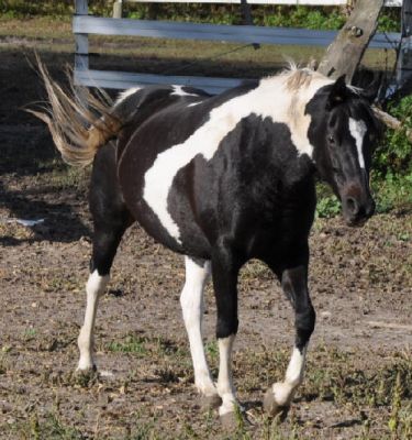  Americana quartas-de-éguas disponível para amar pilotos.