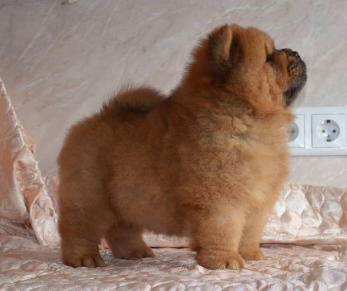 Filhotes M.F chow chow para adoção