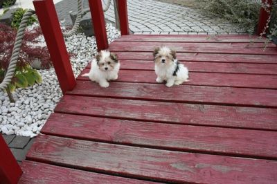 Filhotes de cachorro Yorkshire para Adoção