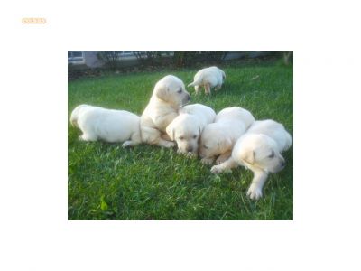 labradores puros com pediggre 