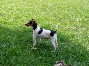 Jack russel libre casa adopcion 