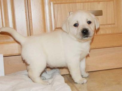 Filhotes de Labrador Dourado