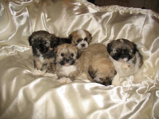 Filhotes de Lhasa Apso para ex-massa do presente.....