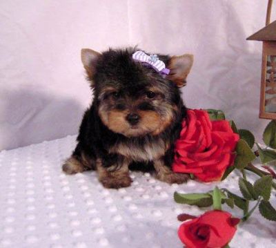 Dois filhotes de cachorro Yorkie para a adopção livre.