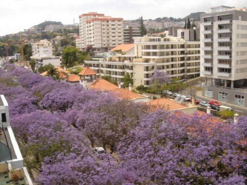 Apartamento Funchal - Férias