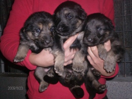 Pastor Alemão do Criador