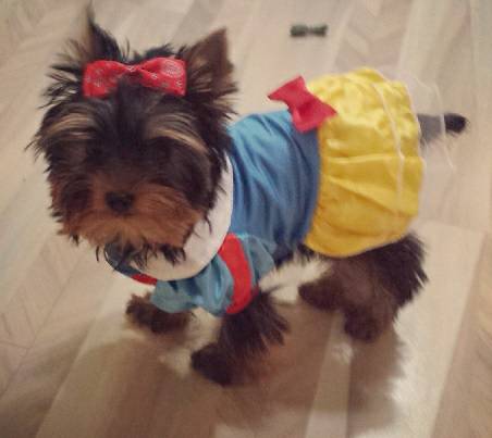 Livre Offertas lindo filhotes de Yorkshire se disponível 