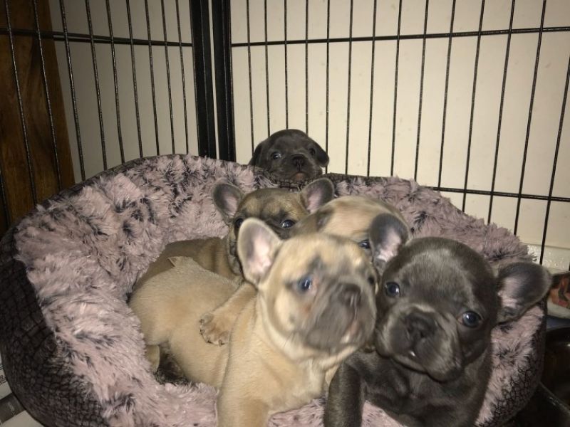 Filhotes de buldogue francês agora prontos