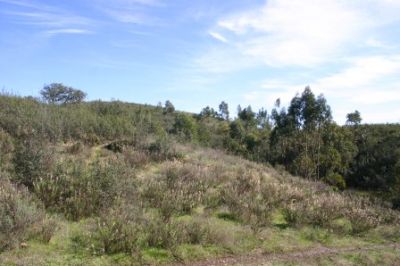 TERRENOS RÚSTICOS EM PORTIMÃO / REF: TERRENO - 1244