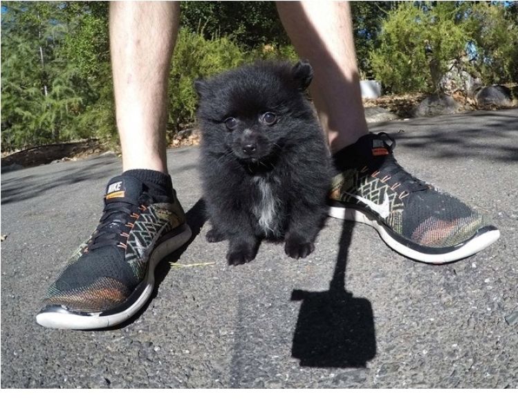 Filhotes de Pomerânian