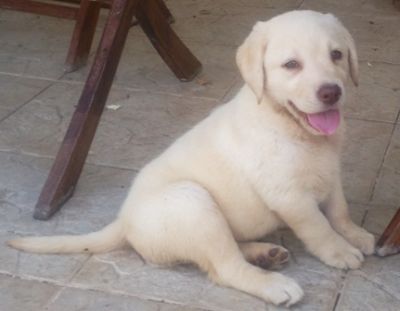 labradores exelentes 