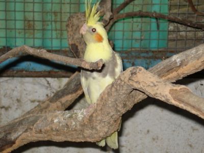 Vendo Caturras várias Mutações