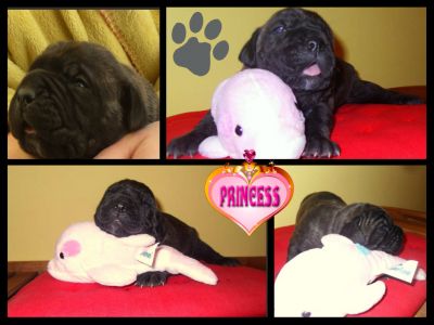 Cane Corso M/F