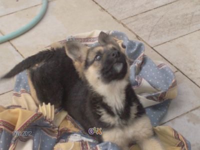 pastores de qualidade - grandes e fortes