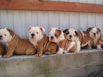 Filhotes de Bulldog Inglês com tudo