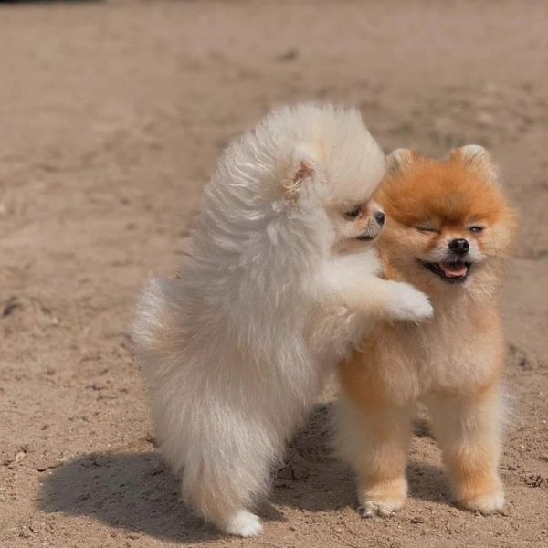 Filhote de cachorro da Pomerânia xícara de chá