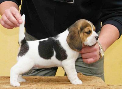  cachorro beagle macho e fêmea para adoção
